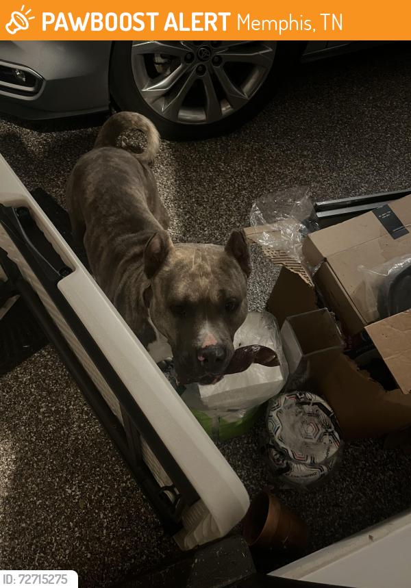 Found/Stray Male Dog last seen Grahamwood Elementary playground, Memphis, TN 38122