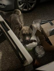 Found/Stray Male Dog last seen Grahamwood Elementary playground, Memphis, TN 38122