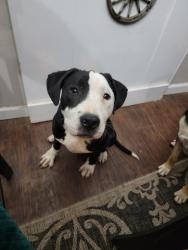 Found/Stray Male Dog last seen Central and Harwood, Bedford, TX 76021