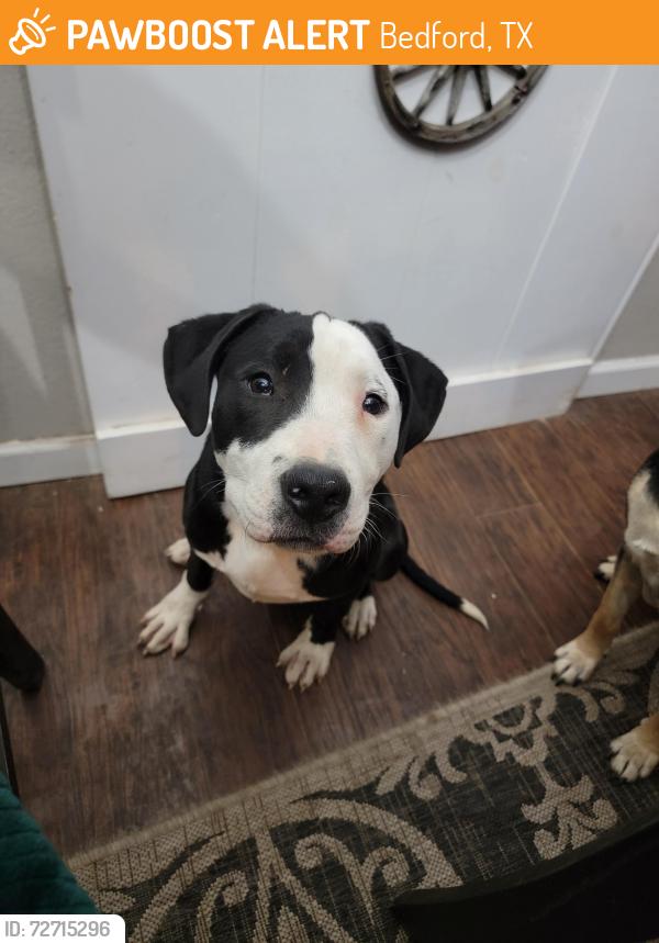 Found/Stray Male Dog last seen Central and Harwood, Bedford, TX 76021