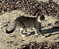 Lost Male Cat last seen Avenue N and Valeport, Lake Los Angeles, CA 93591