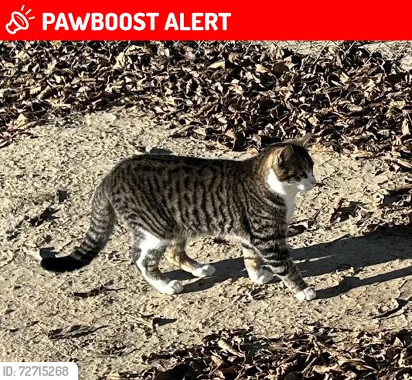 Lost Male Cat last seen Avenue N and Valeport, Lake Los Angeles, CA 93591