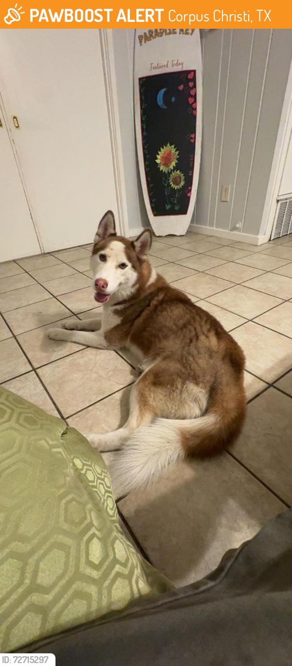 Found/Stray Male Dog last seen Louisiana st Corpus Christi , Corpus Christi, TX 78404
