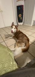 Found/Stray Male Dog last seen Louisiana st Corpus Christi , Corpus Christi, TX 78404