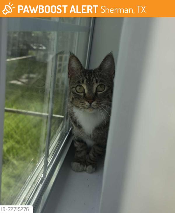 Found/Stray Female Cat last seen Lowe's Sherman TX , Sherman, TX 75090