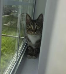 Found/Stray Female Cat last seen Lowe's Sherman TX , Sherman, TX 75090