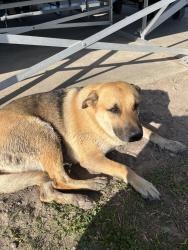 Found/Stray Female Dog last seen Pep muller baseball park , Houston, TX 77060