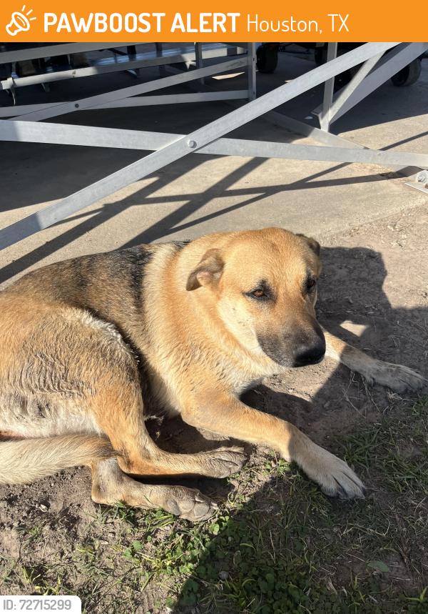 Found/Stray Female Dog last seen Pep muller baseball park , Houston, TX 77060