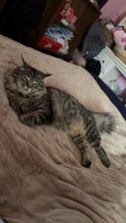 Lost Female Cat last seen Wales by the country club all the way down to marathon, Massillon, OH 44646