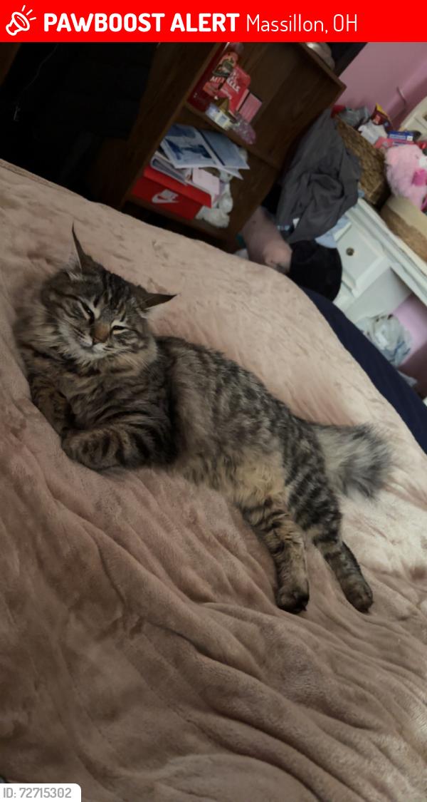 Lost Female Cat last seen Wales by the country club all the way down to marathon, Massillon, OH 44646