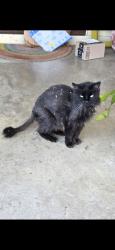 Lost Female Cat last seen Craig St., Fort Worth, TX 76112