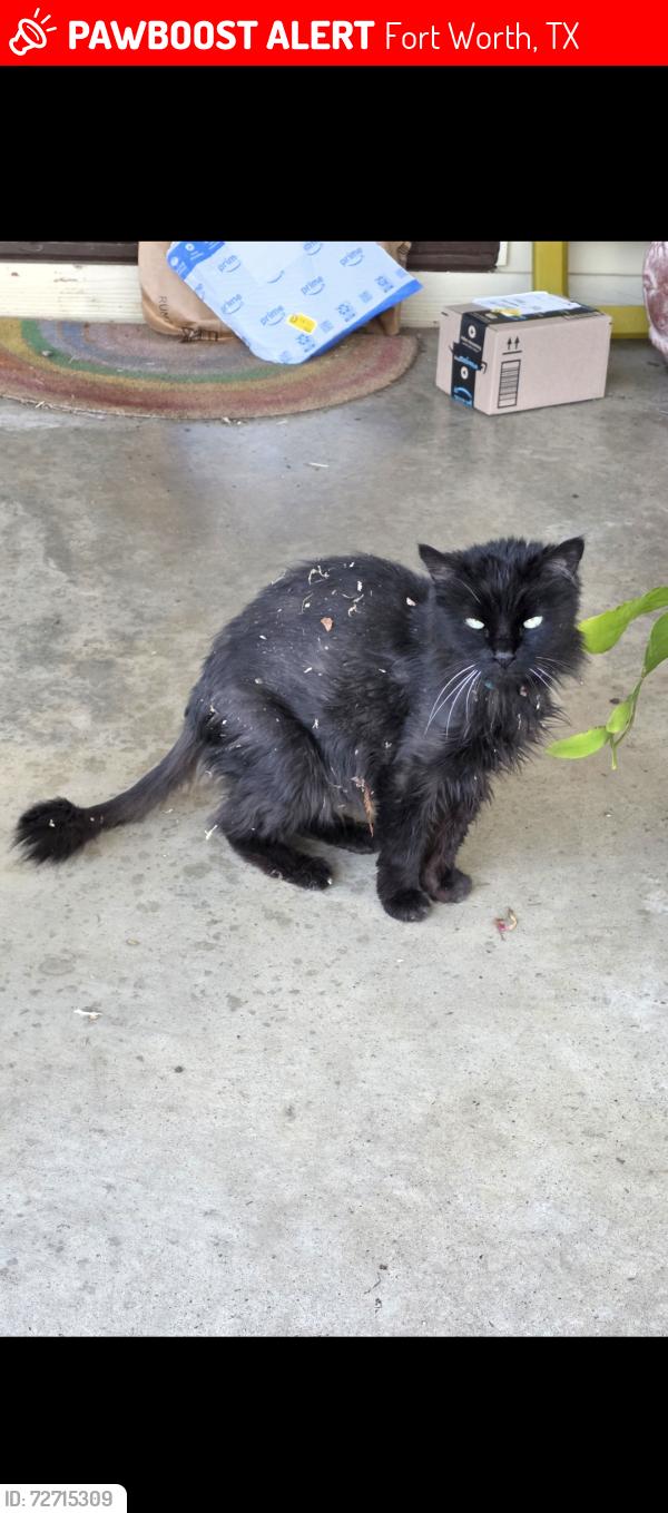 Lost Female Cat last seen Craig St., Fort Worth, TX 76112