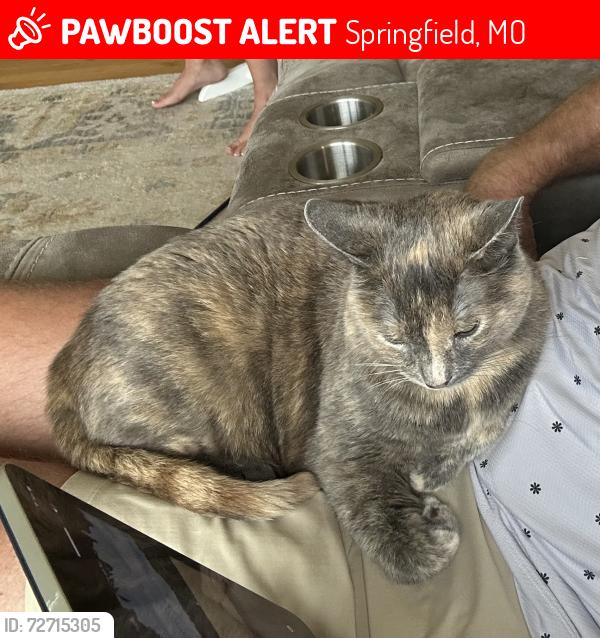 Lost Female Cat last seen E. Summit Ridge Dr., Springfield, MO 65804