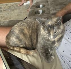 Lost Female Cat last seen E. Summit Ridge Dr., Springfield, MO 65804
