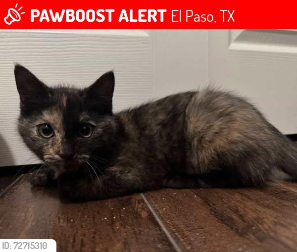 Lost Female Cat last seen Chester Jordan area, El Paso, TX 79938