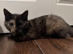 Lost Female Cat last seen Chester Jordan area, El Paso, TX 79938