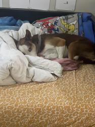 Lost Female Dog last seen Somerset at Books academy, San Antonio, TX 78235