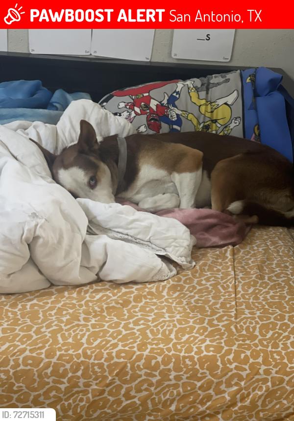Lost Female Dog last seen Somerset at Books academy, San Antonio, TX 78235