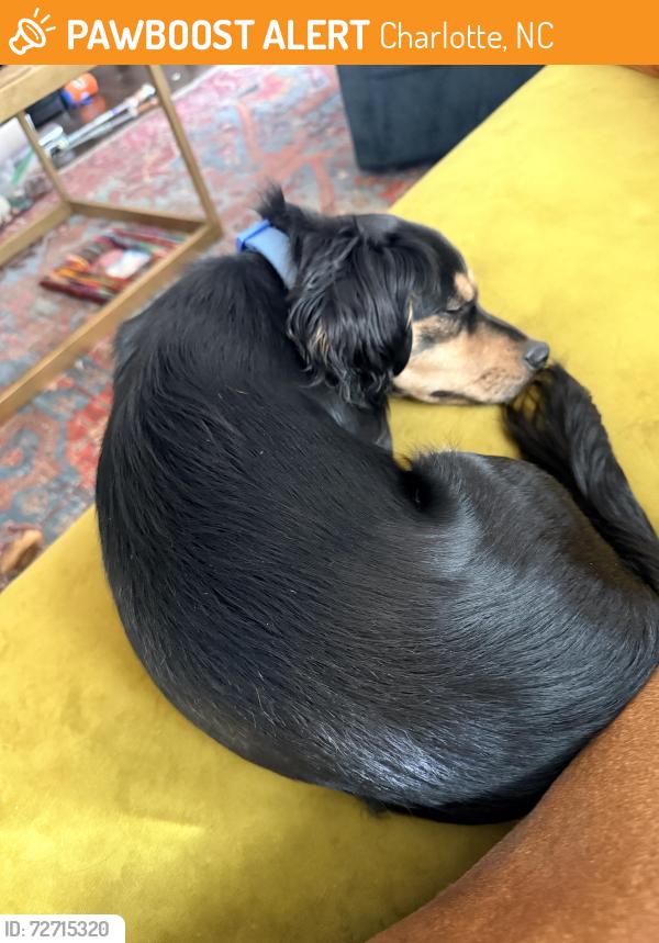 Found/Stray Male Dog last seen Rozzelles Ferry Road in front of Animal People Dog Boarding , Charlotte, NC 28216