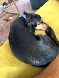 Found/Stray Male Dog last seen Rozzelles Ferry Road in front of Animal People Dog Boarding , Charlotte, NC 28216