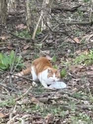Found/Stray Unknown Cat last seen Hines Road and Refugee Road, Pickerington, OH 43068
