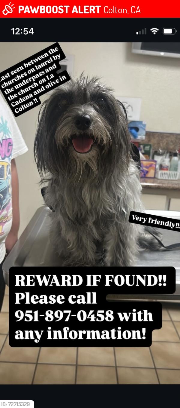 Lost Male Dog last seen Laurel st bridge, Colton, CA 92324