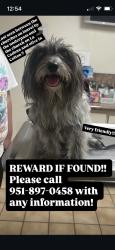 Lost Male Dog last seen Laurel st bridge, Colton, CA 92324