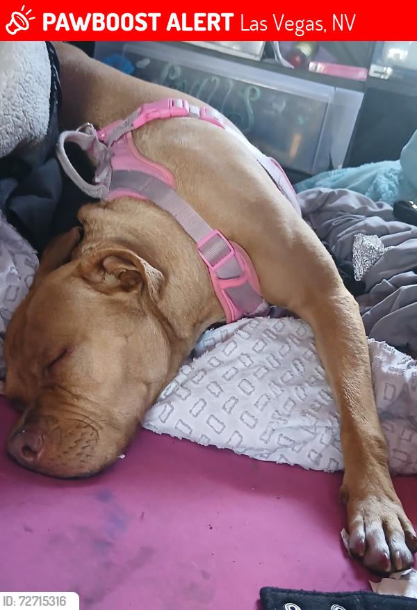 Lost Female Dog last seen Sahara between maryland and Rancho possibly sherwood area, Las Vegas, NV 89104