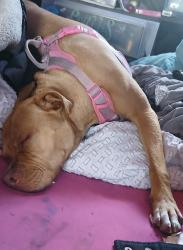 Lost Female Dog last seen Sahara between maryland and Rancho possibly sherwood area, Las Vegas, NV 89104