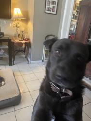 Lost Male Dog last seen Jefferson street, between 61st and 62nd st, West New York, NJ 07093