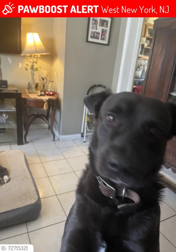 Lost Male Dog last seen Jefferson street, between 61st and 62nd st, West New York, NJ 07093