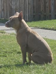 Found/Stray Female Dog last seen 13 mile rd and Hayes, Warren, MI 48088