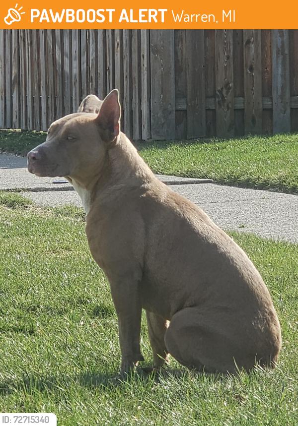 Found/Stray Female Dog last seen 13 mile rd and Hayes, Warren, MI 48088