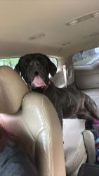 Found/Stray Female Dog last seen Near heb Conroe tx , Conroe, TX 77384