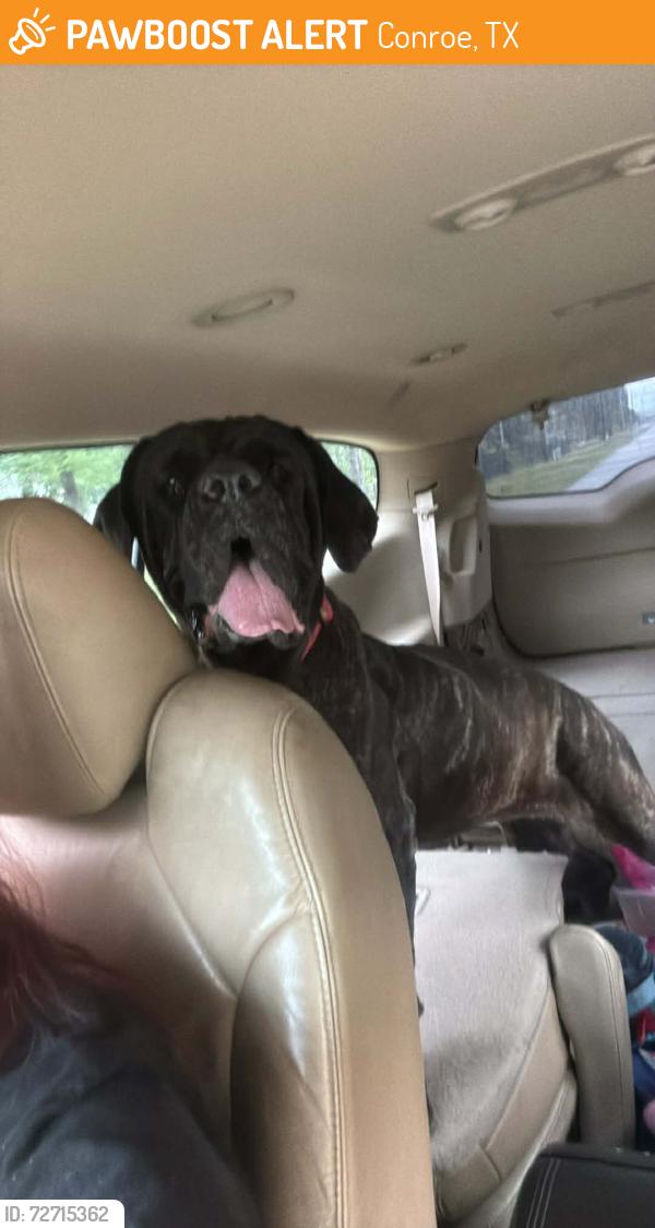 Found/Stray Female Dog last seen Near heb Conroe tx , Conroe, TX 77384