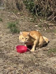 Found/Stray Unknown Cat last seen Nugent Ave., Baywood, NY 11706