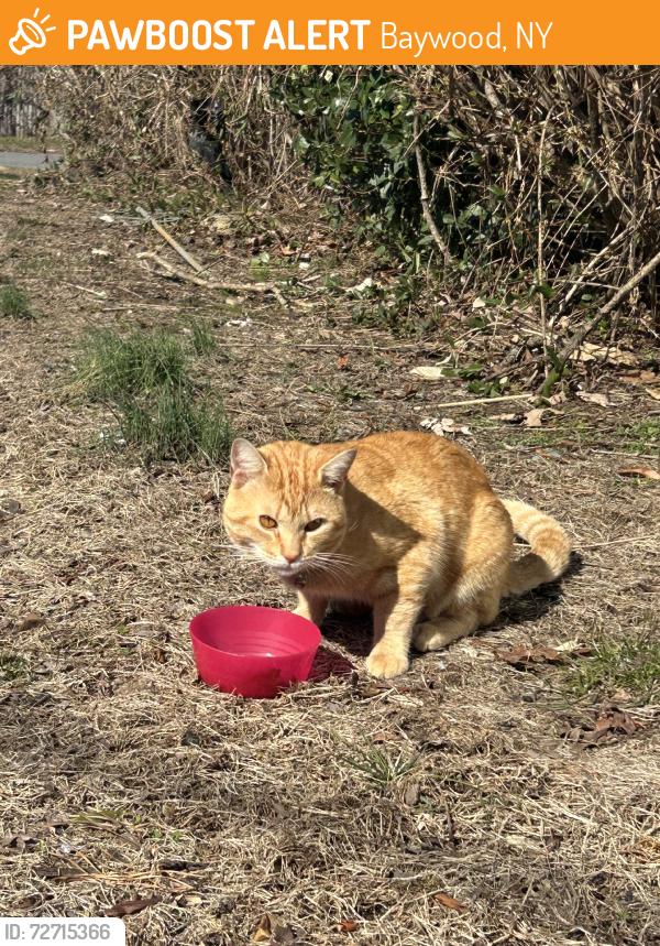 Found/Stray Unknown Cat last seen Nugent Ave., Baywood, NY 11706