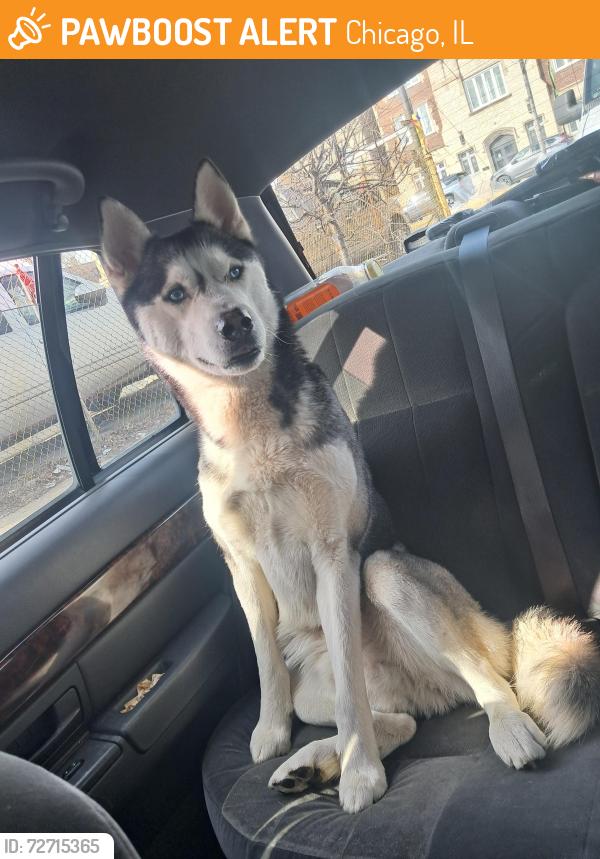 Found/Stray Male Dog last seen fulton and hoyne near metric coffee, Chicago, IL 60612