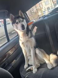 Found/Stray Male Dog last seen fulton and hoyne near metric coffee, Chicago, IL 60612