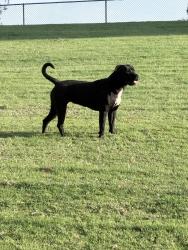 Found/Stray Unknown Dog last seen Pittsburgh Ave., San Diego, CA 92114