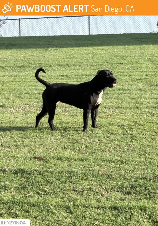 Found/Stray Unknown Dog last seen Pittsburgh Ave., San Diego, CA 92114