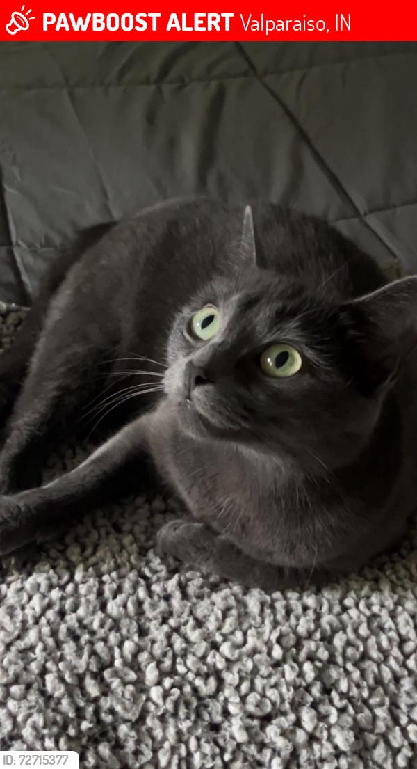 Lost Female Cat last seen Rodgers Lakewood, Valparaiso, IN 46385