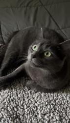 Lost Female Cat last seen Rodgers Lakewood, Valparaiso, IN 46385