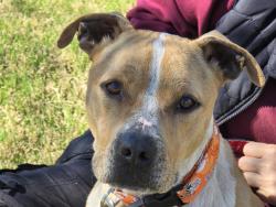 Found/Stray Female Dog last seen Near Providence rd and Weddington Road, Weddington, NC 28173