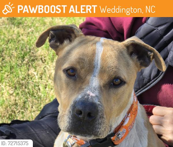 Found/Stray Female Dog last seen Near Providence rd and Weddington Road, Weddington, NC 28173