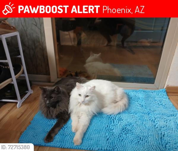 Lost Male Cat last seen 36th st and E Karen Dr., Phoenix, AZ 85032