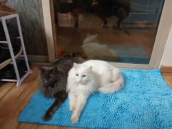 Lost Male Cat last seen 36th st and E Karen Dr., Phoenix, AZ 85032