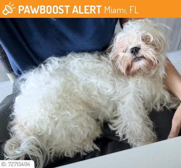 Found/Stray Male Dog last seen sw 27th ave, Miami, FL 33133