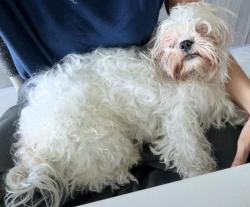 Found/Stray Male Dog last seen sw 27th ave, Miami, FL 33133