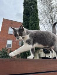 Lost Female Cat last seen Lakeview & Stafford, Richmond, VA 23220